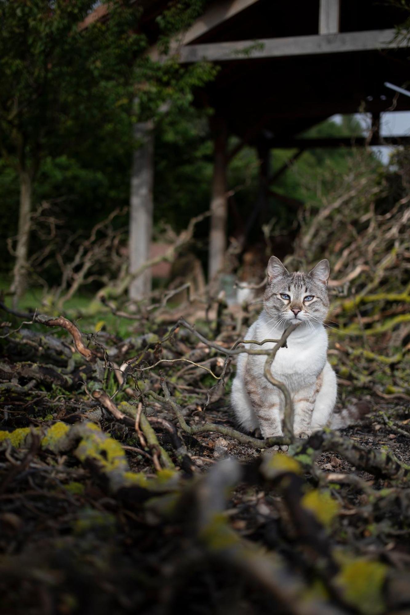 Le Chat Blanc Versols-et-Lapeyre Exterior photo