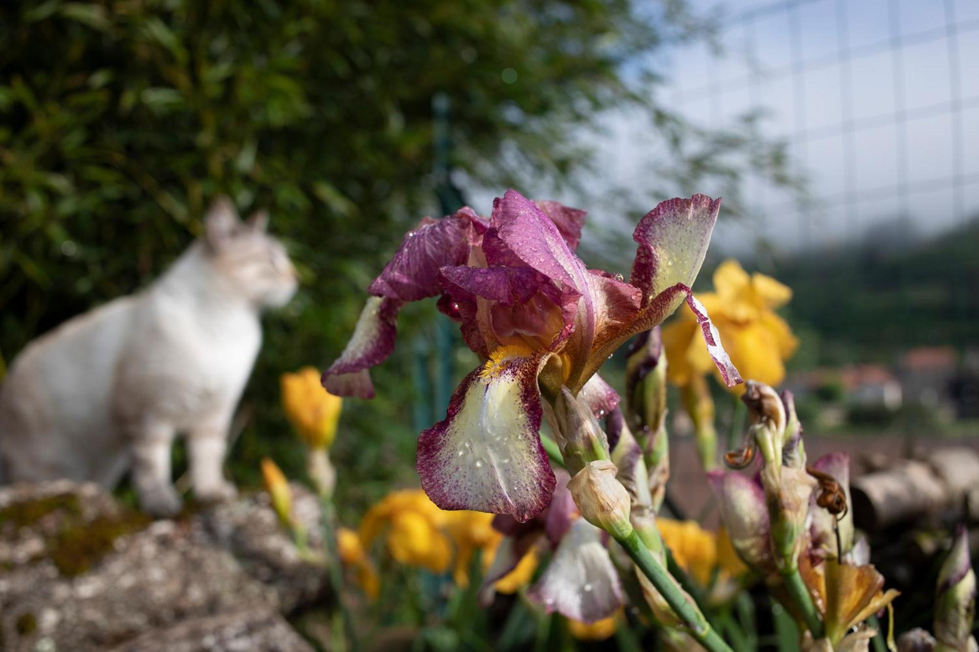 Le Chat Blanc Versols-et-Lapeyre Exterior photo